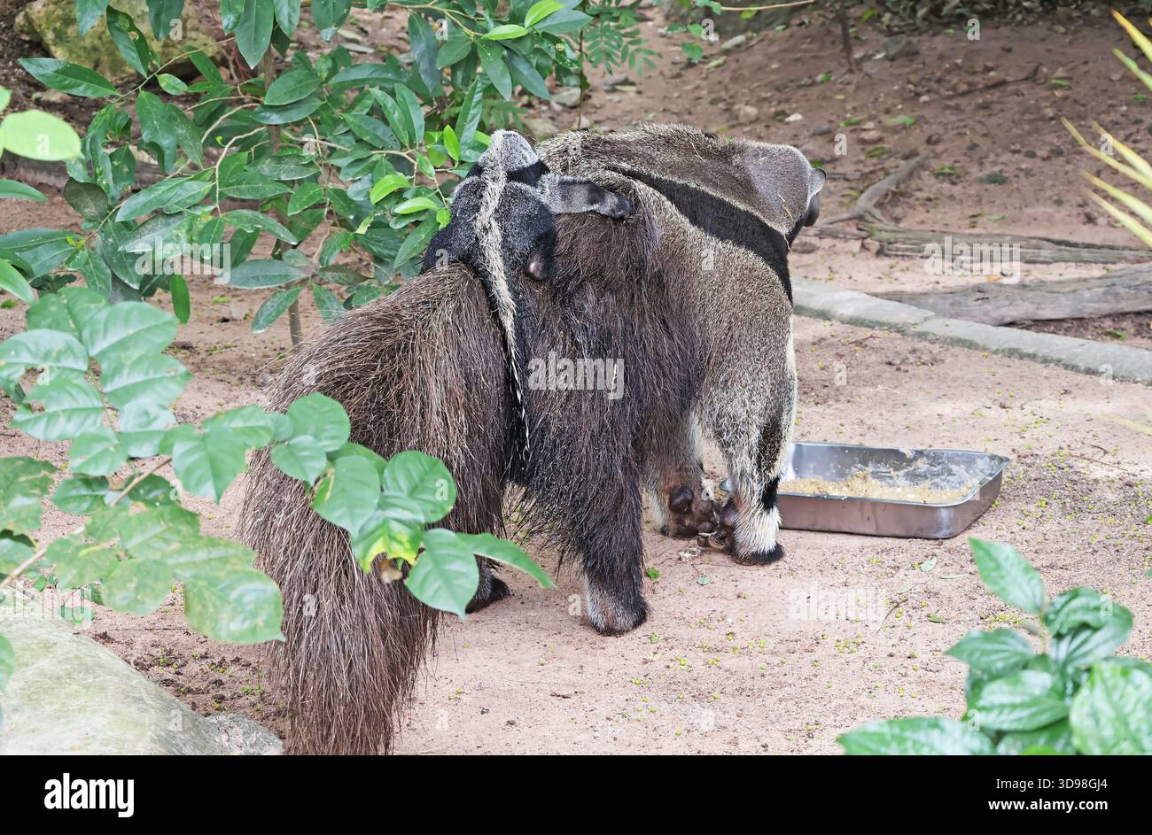 La madre gigante di Anteater sta mangiando con il suo bambino di 3 settimane che le cavalca sulla schiena Foto Stock