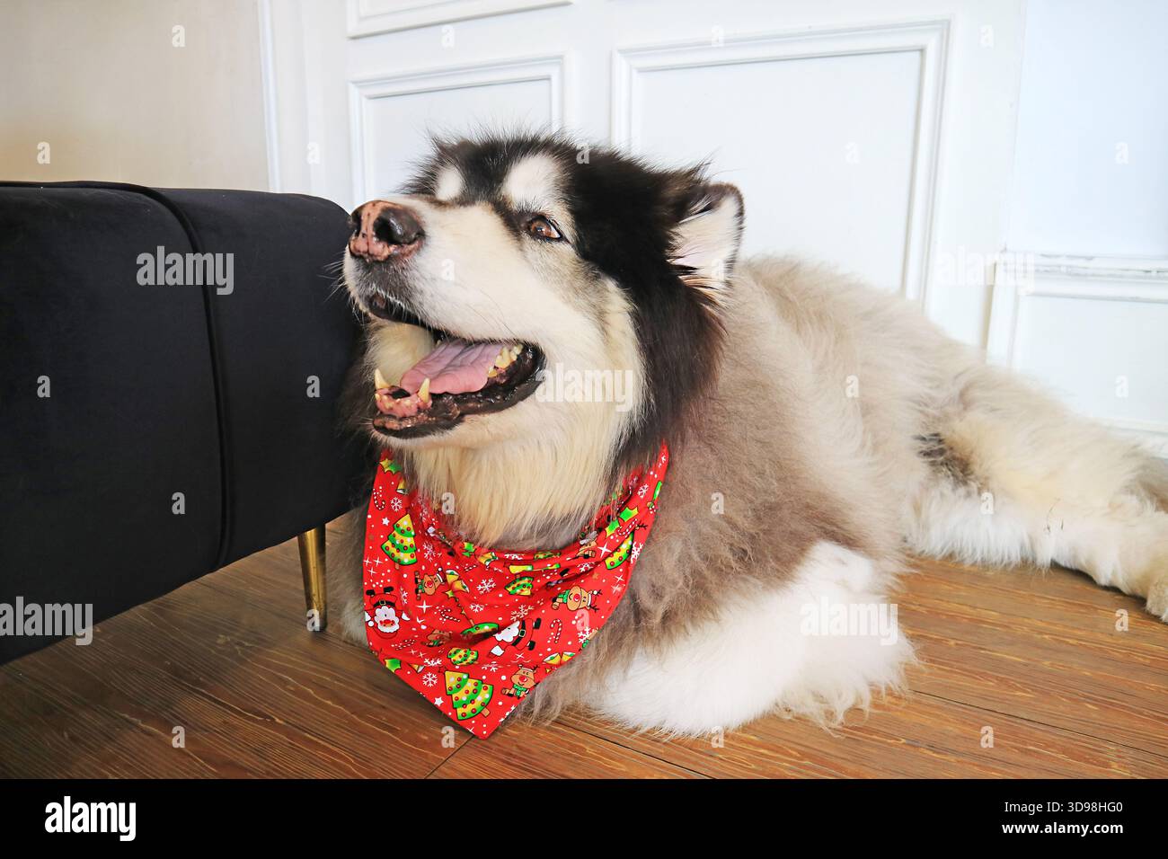 Un adorabile Malamute dell'Alaska che si rilassa al piano del soggiorno Foto Stock