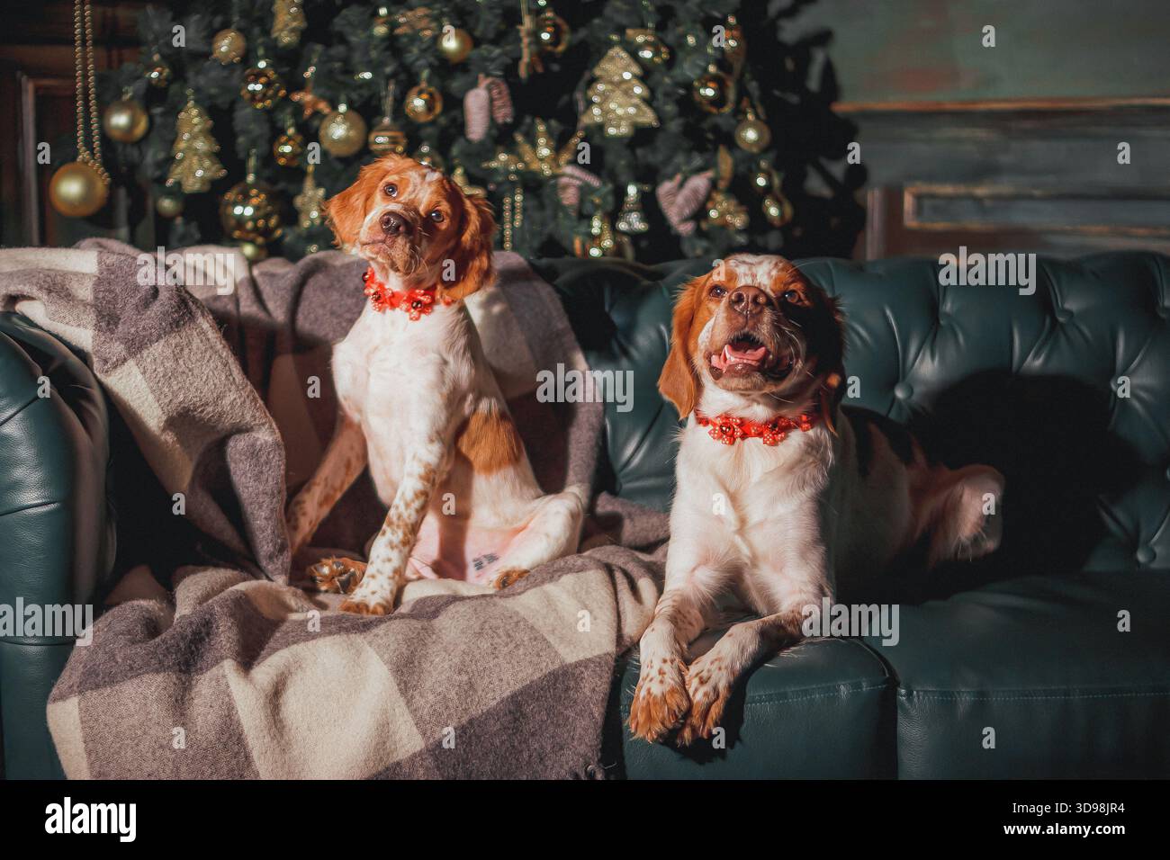 Due spaniel della Bretagna che posano sul divano vicino all'albero di Natale con ornamenti dorati e luci festive. Foto Stock
