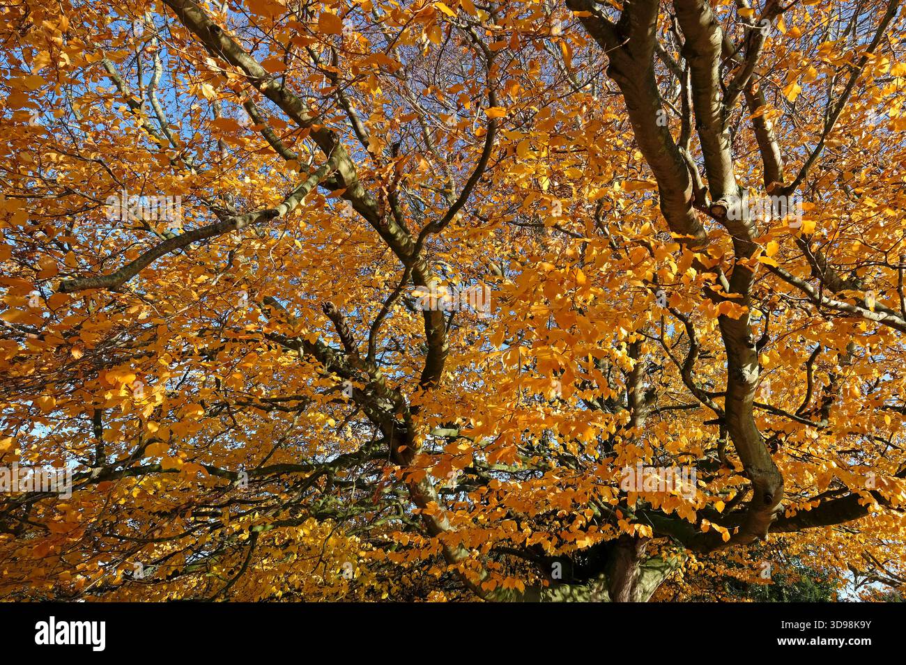 foglie autunnali su faggio, nord di norfolk, inghilterra Foto Stock