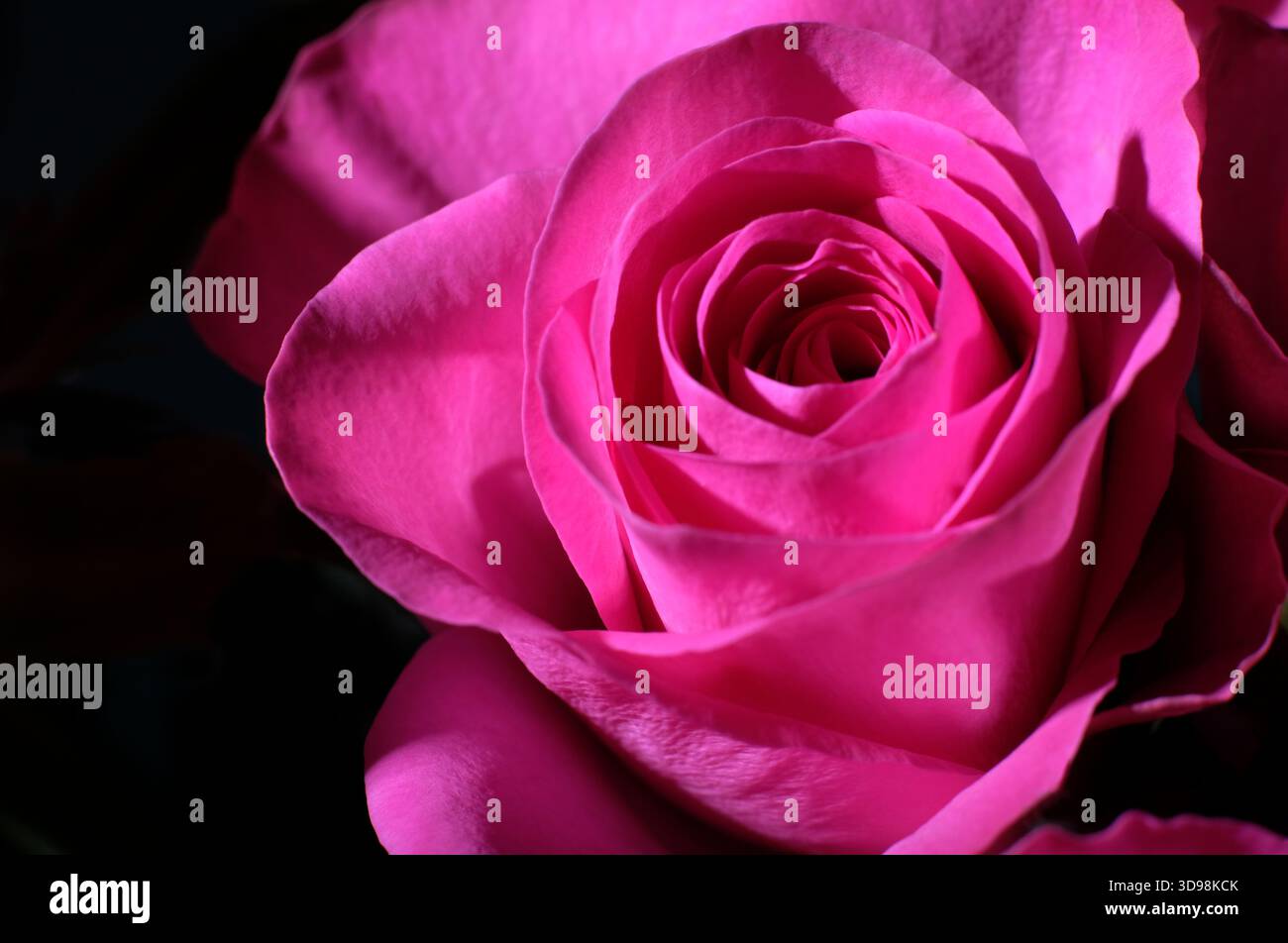 primo piano di petali di rosa su sfondo scuro Foto Stock