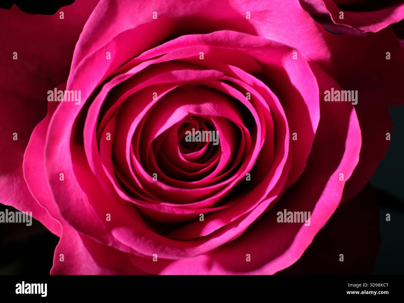primo piano di petali di rosa su sfondo scuro Foto Stock