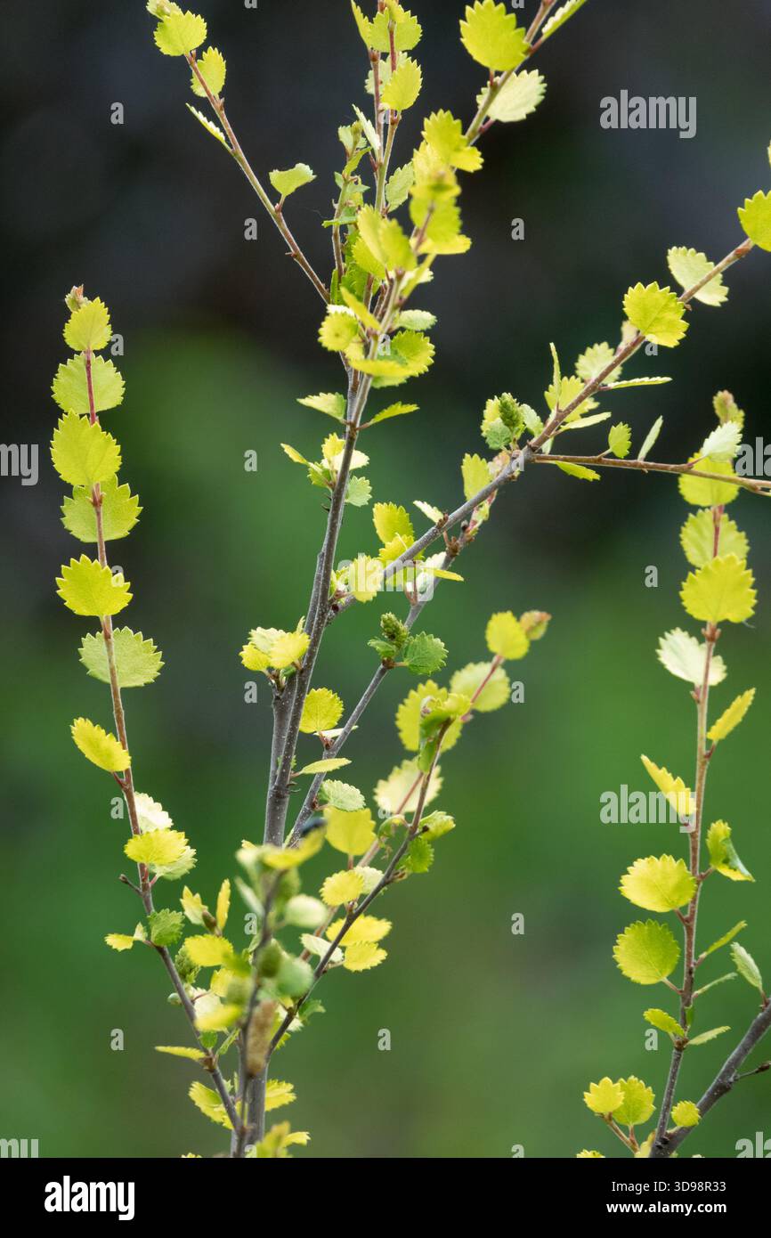 Foglie primaverili gialle-verdi traslucide di una betulla nana, Betula nana su rami sottili a maggio. Foto Stock