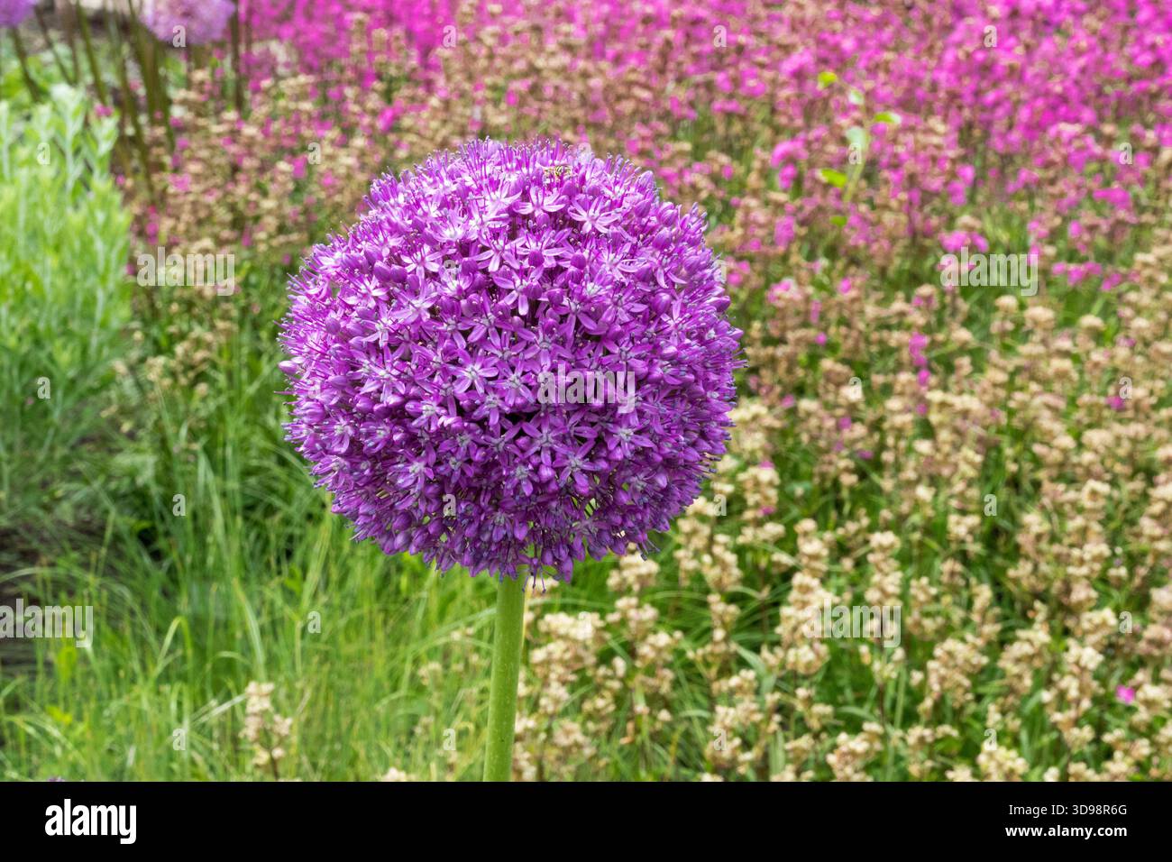Fiore di Globemaster Allium Foto Stock