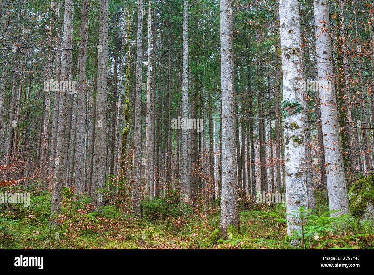 Una fitta pineta piena di tronchi dritti alti crea una ripetizione verticale. Foto Stock
