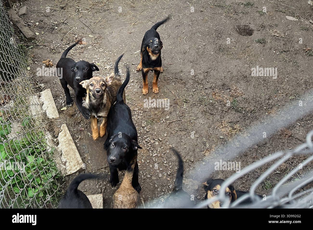 Cani senzatetto al rifugio per animali. Cani dietro la recinzione. I cuccioli abbandonati stanno in piedi e guardano con occhi tristi Foto Stock
