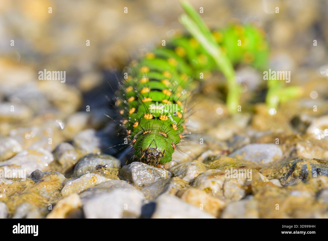 bruco verde colorato di un piccolo imperatore Moth che strizza per terra in una giornata di sole (Austria) Foto Stock