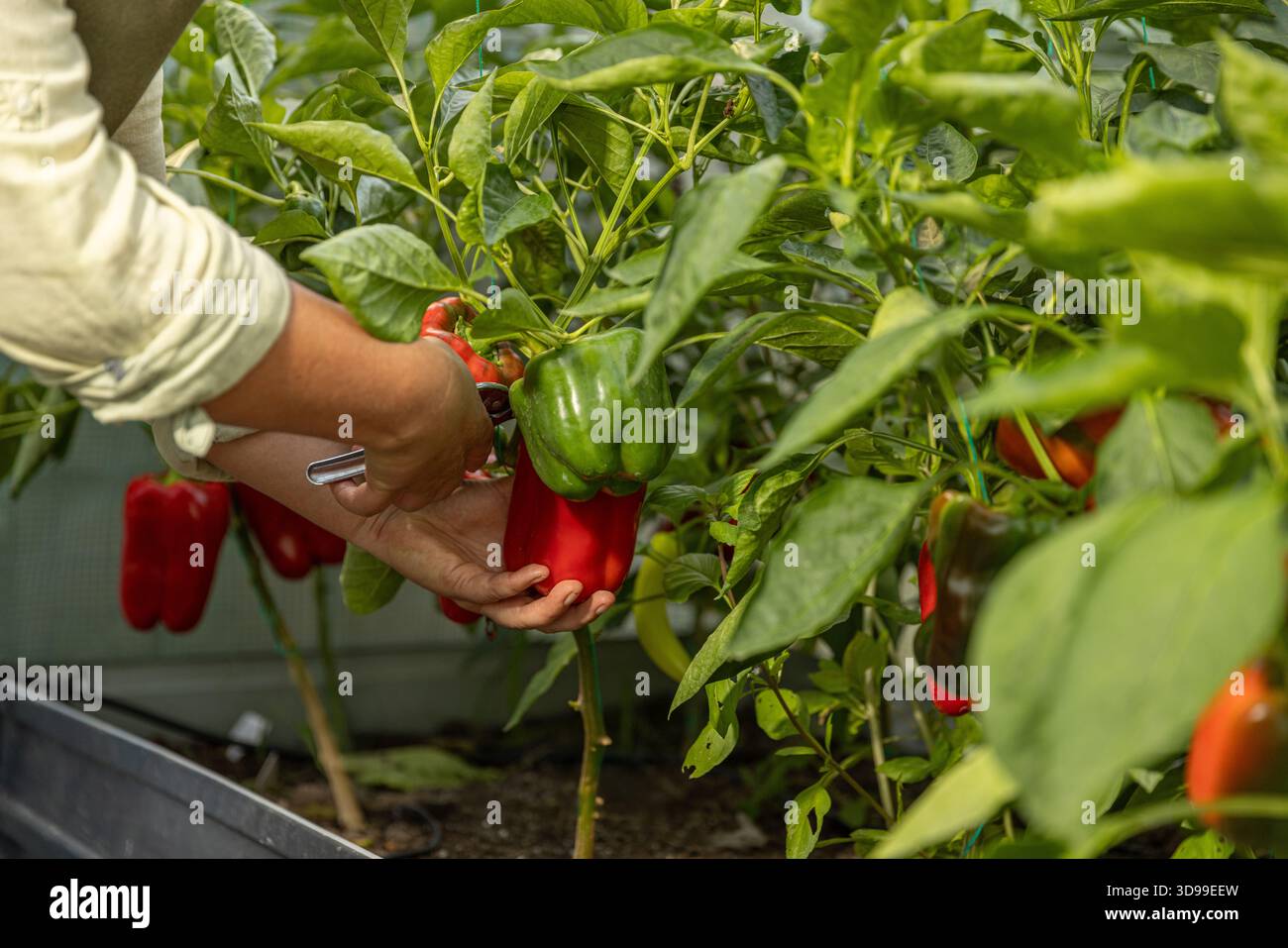 Raccolta manuale di peperoni freschi e maturi da piante in serra biologica Foto Stock