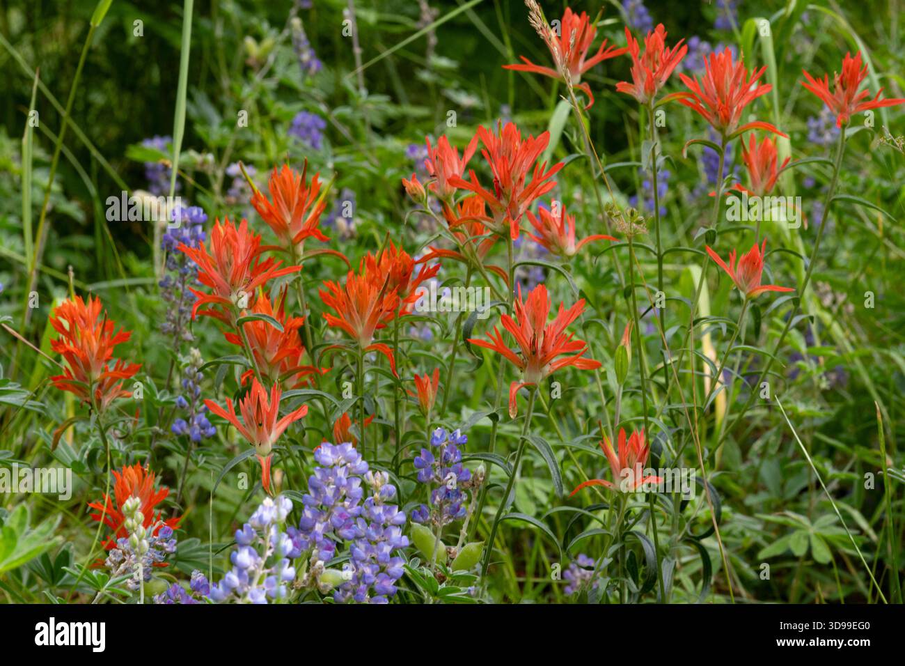 Pennello indiano, North Rim, Grand Canyon National Park, Arizona Foto Stock