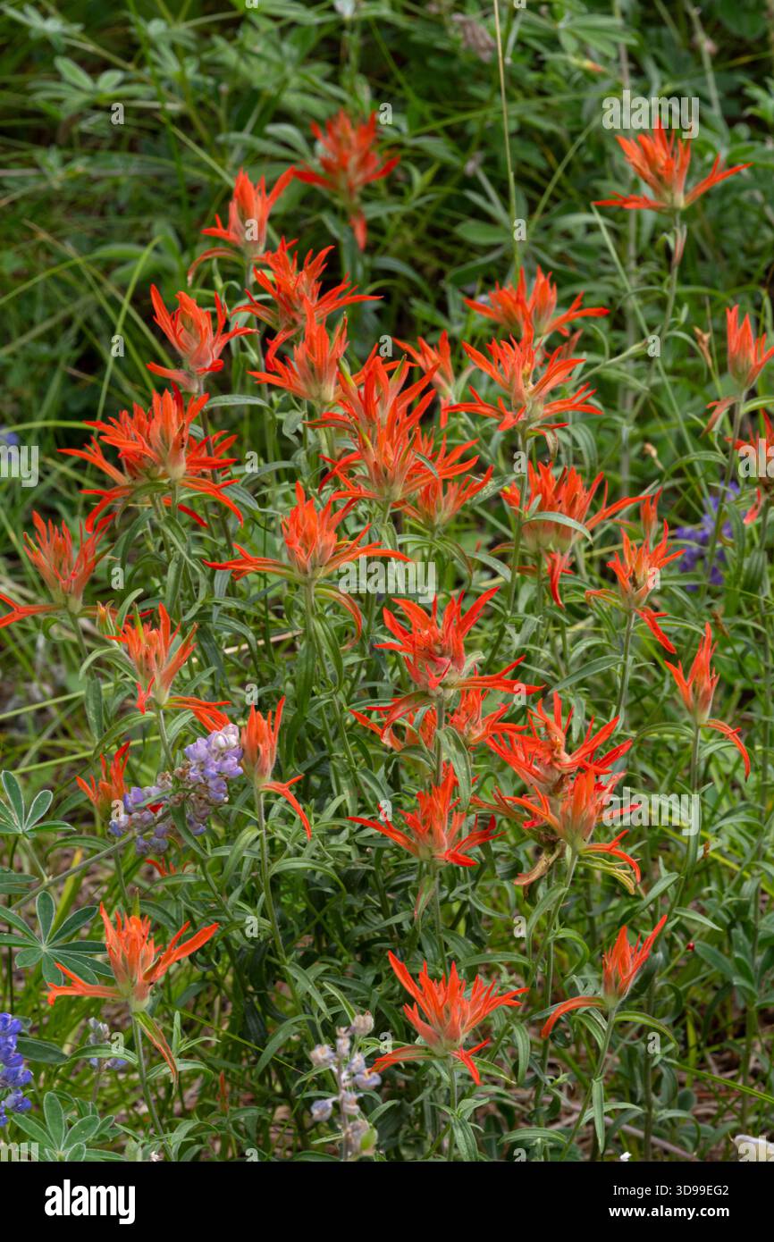 Pennello indiano, North Rim, Grand Canyon National Park, Arizona Foto Stock