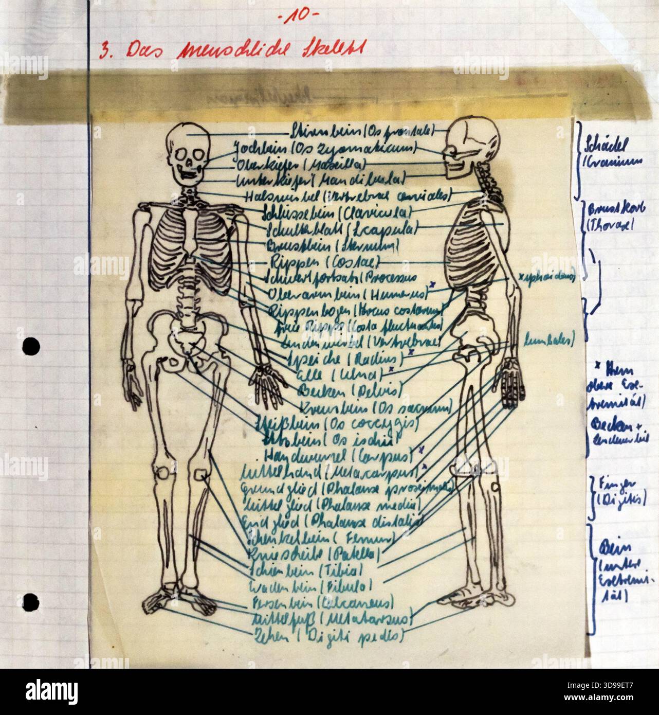 Un'illustrazione vintage disegnata a mano dello scheletro umano, ossa etichettate in tedesco, studio di anatomia, biologia umana, disegno medico, educazione anatomica Foto Stock