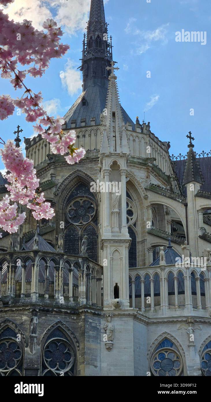 Cattedrale gotica di Strasburgo in Francia con guglie ornate e fiori di ciliegio sotto il cielo azzurro. - Immagine stock catturata con smartphone