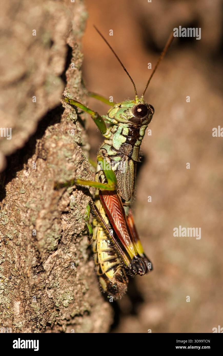 Post Oak Grasshopper aggrappato alla corteccia di un albero di quercia in estate al Big Falls County Park vicino a Eau Claire, Wisconsin. Foto Stock
