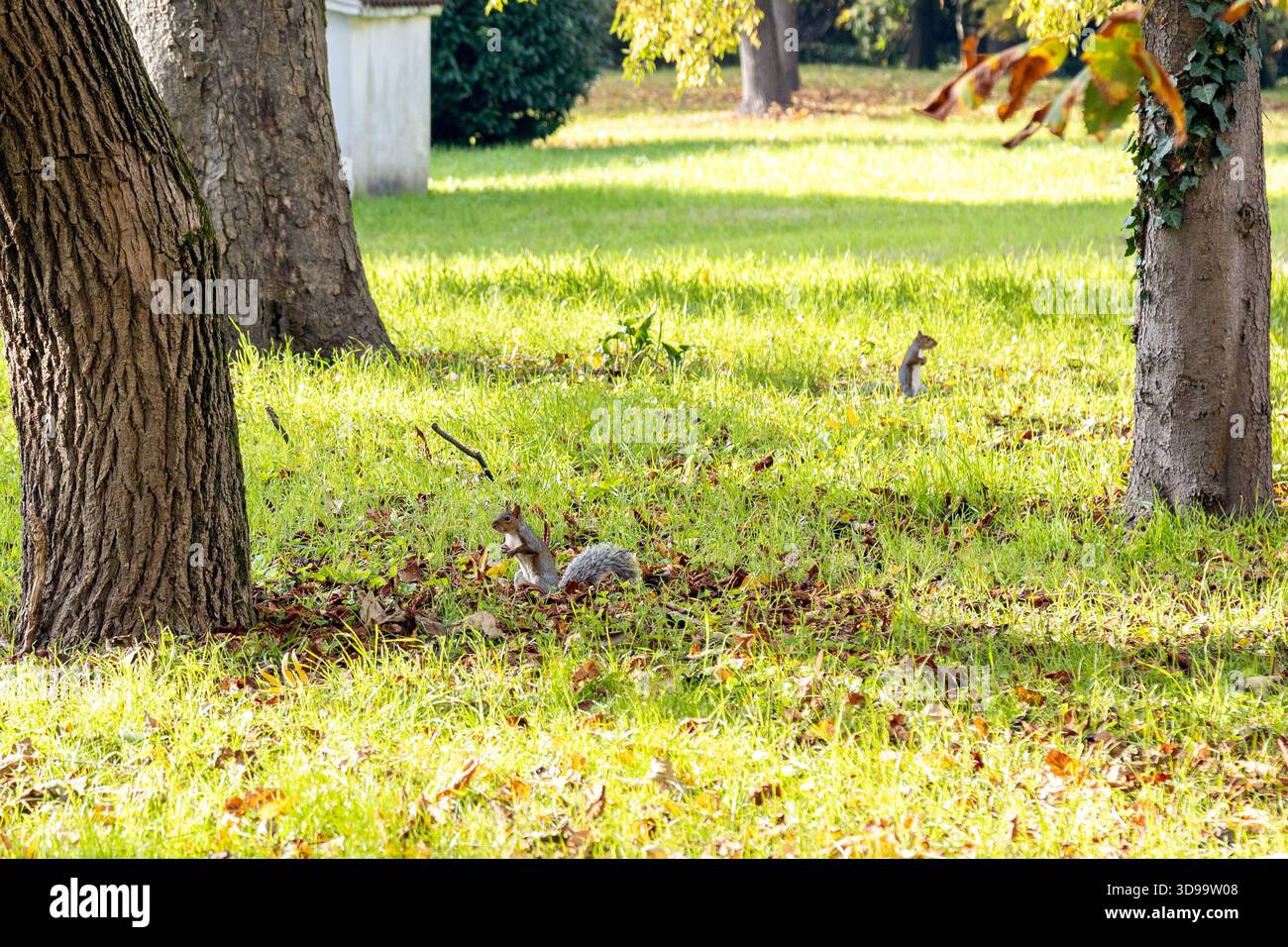 Scoiattoli grigi orientali (Sciurus carolinensis) sull'erba in un parco di Abano Terme, Padova, Italia Foto Stock