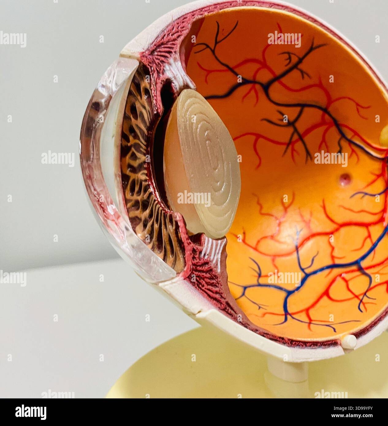 Sezione trasversale modello occhio umano, 2025, Stati Uniti Foto Stock