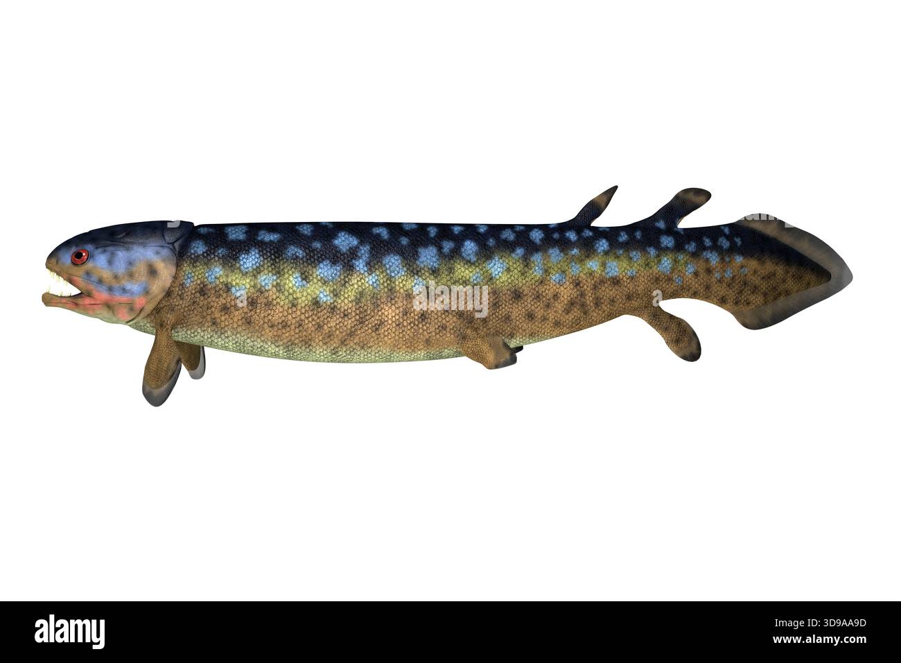 Rhizodus era un carnivoro pesci predatori che vivevano in acqua dolce durante il Devoniano carbonifero e periodi. Foto Stock