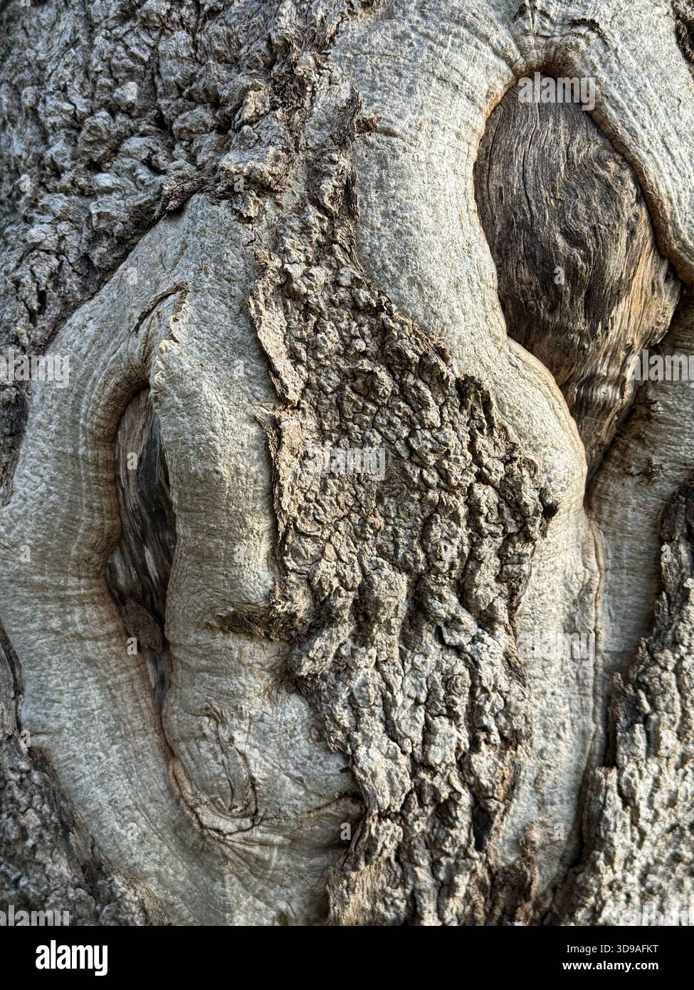 Tronco d'albero con nodi circolari e consistenza naturale della corteccia Foto Stock