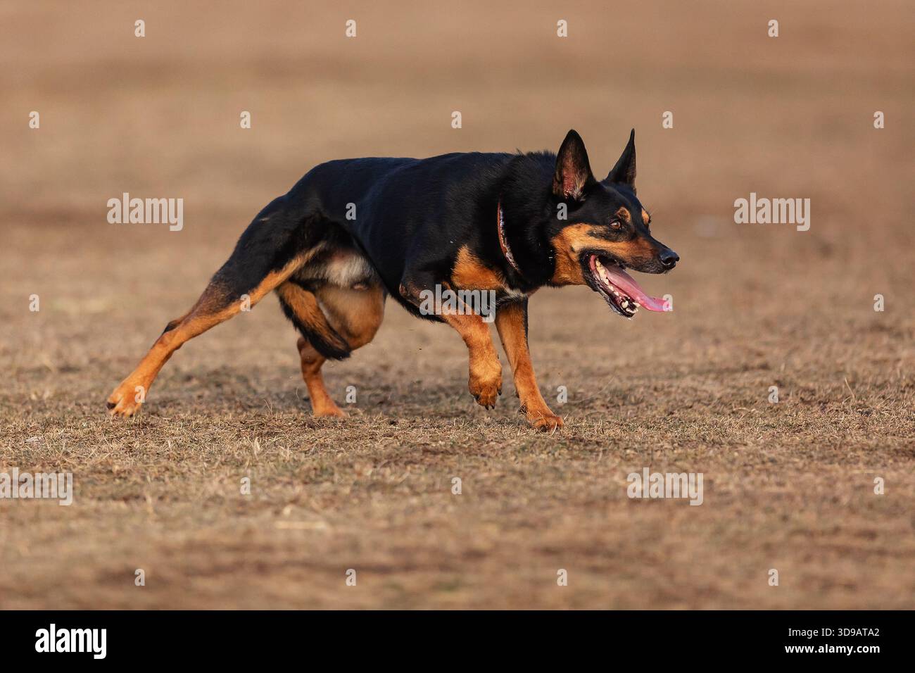 Australiano Kelpie un cane che mangia pecore Foto Stock