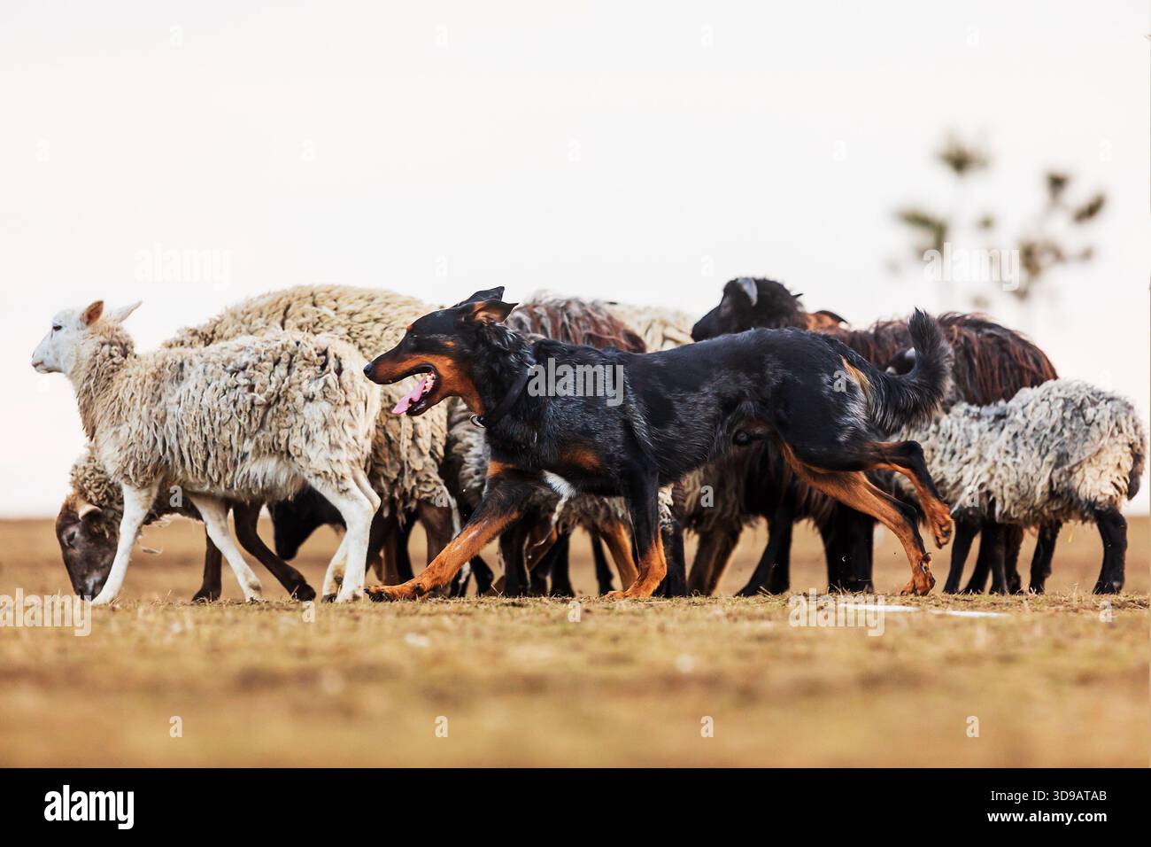 Australian Kelpie c'è un gregge di pecore che corre in giro Foto Stock