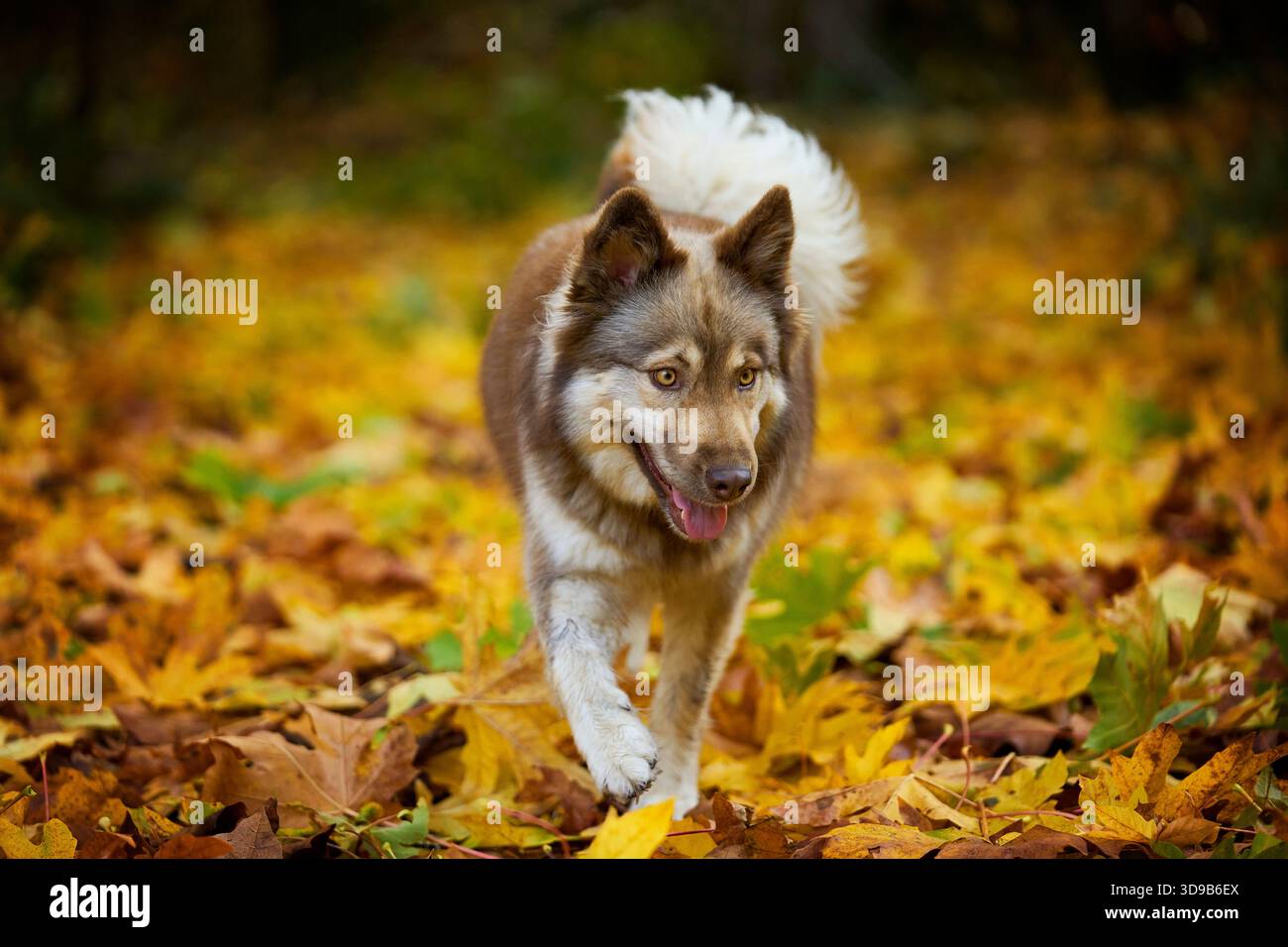 Un felice mix di Husky che attraversa un tappeto di foglie d'autunno dorate, lascia la bocca aperta e goditi chiaramente la stagione autunnale. Foto Stock