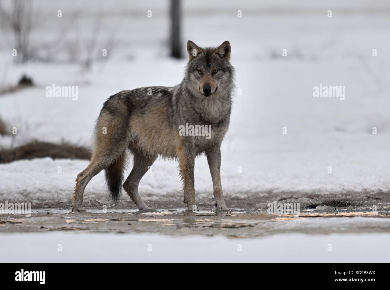 Lupo grigio sulla neve con sguardo diretto Foto Stock