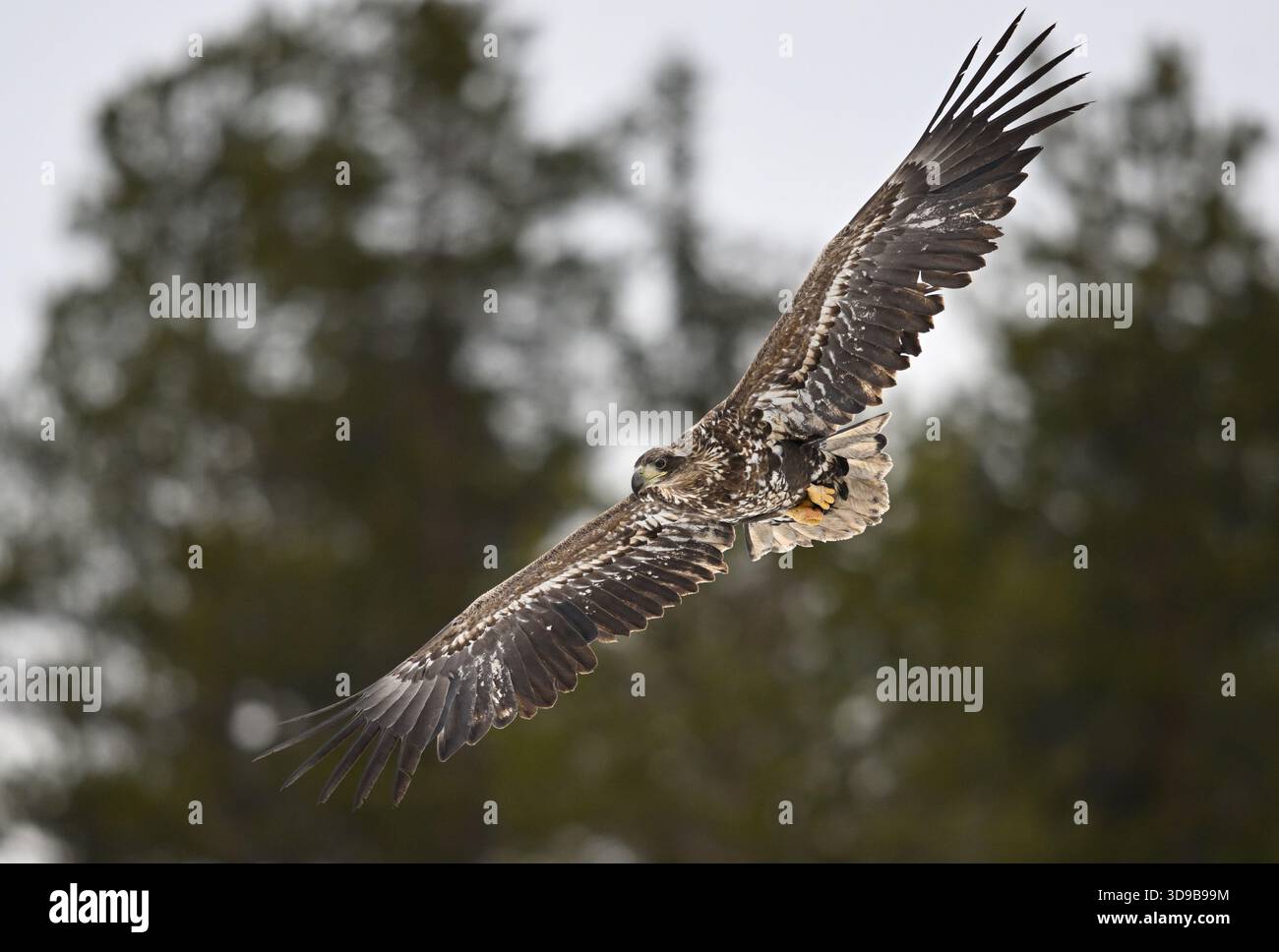 Giovane aquila calva dalla coda bianca sopra la foresta Foto Stock