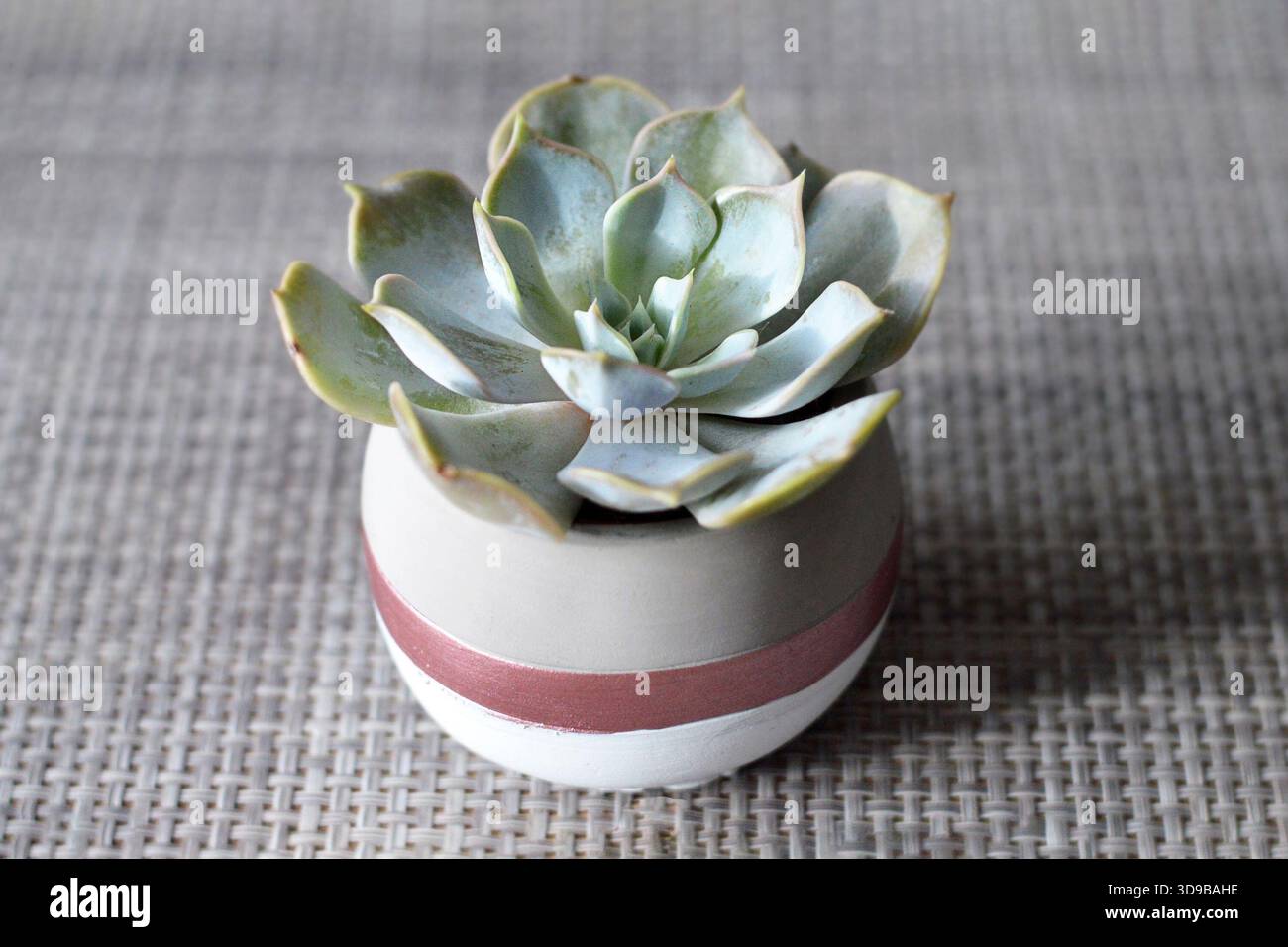 Stabilimento di Echeveria nel vaso di fiori, primo piano Foto Stock