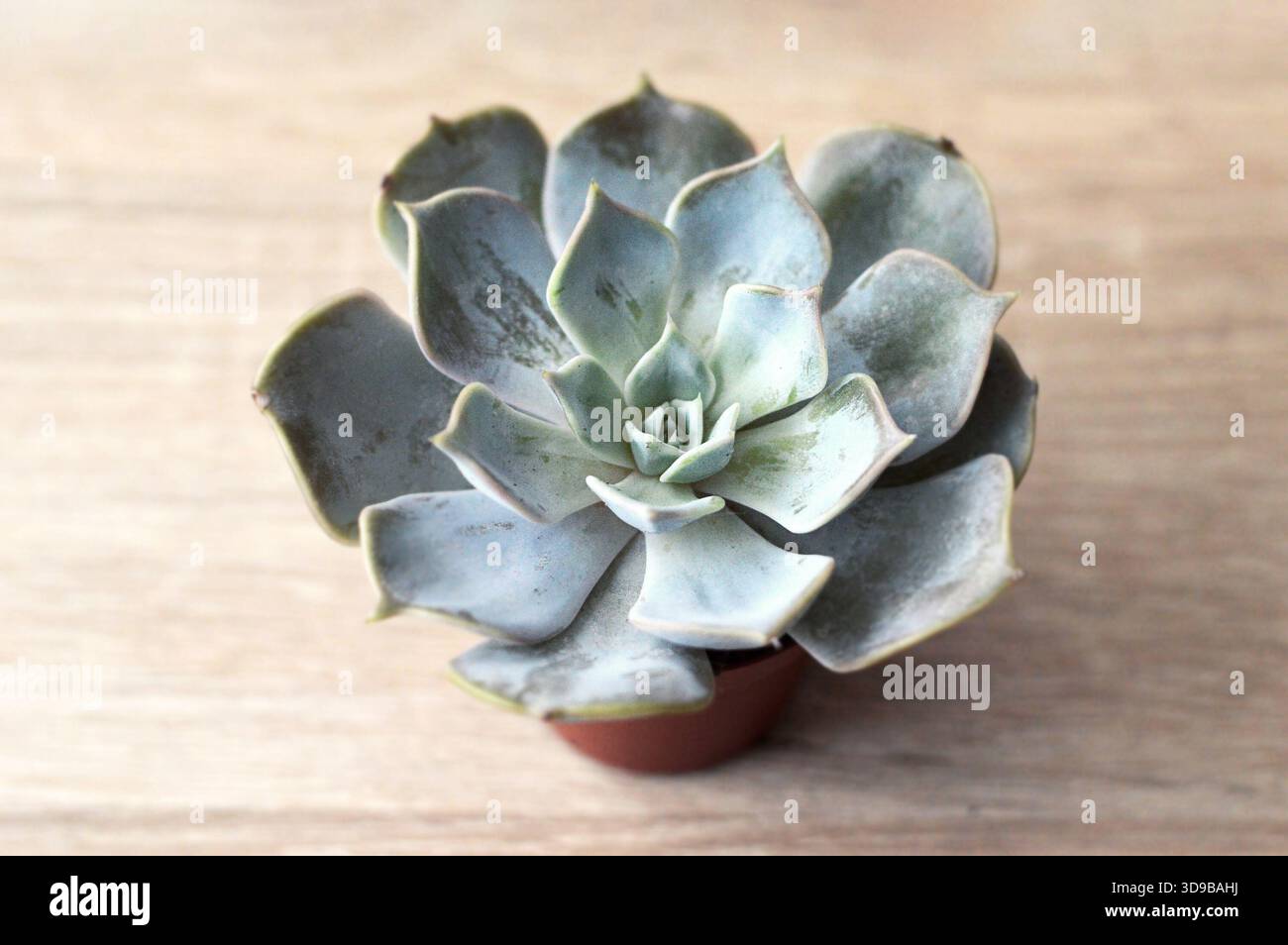 Stabilimento di Echeveria nel vaso di fiori, primo piano Foto Stock