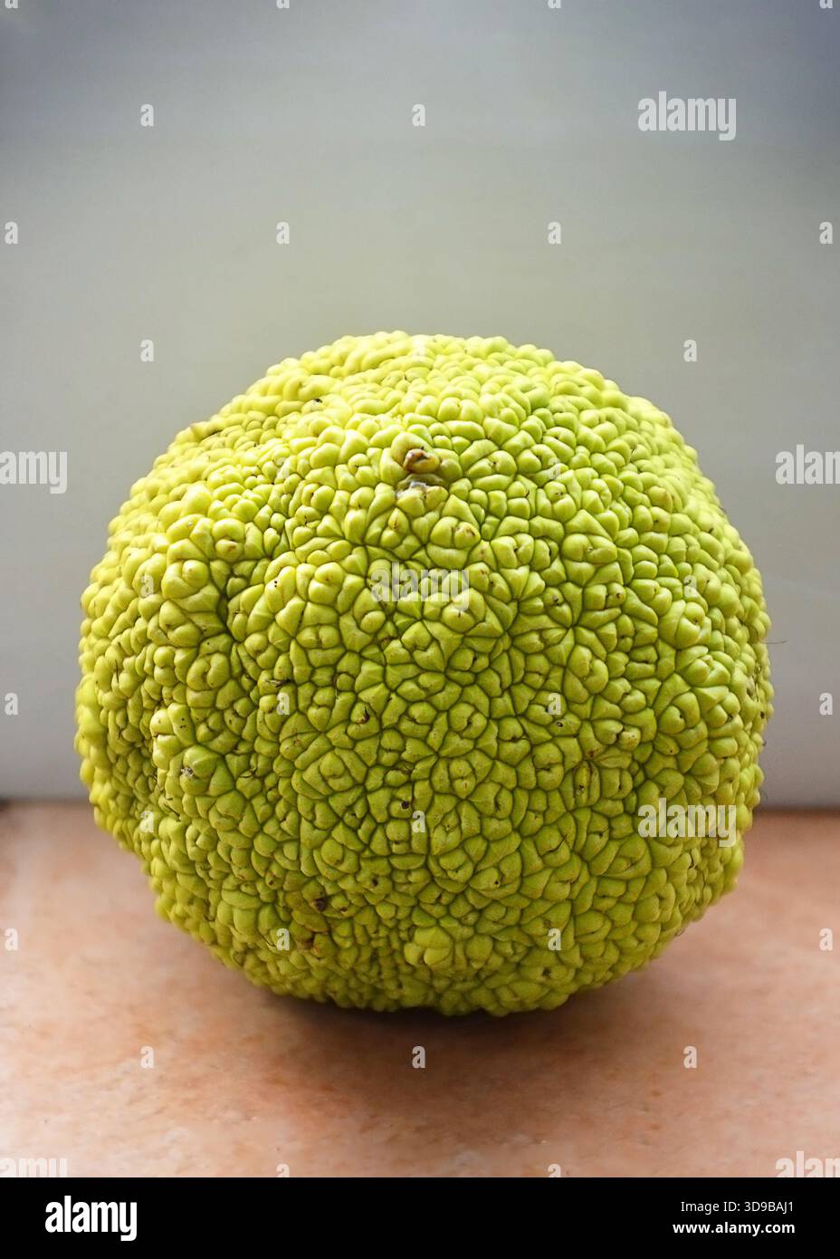 Osage Orange Fruit, primo piano Foto Stock