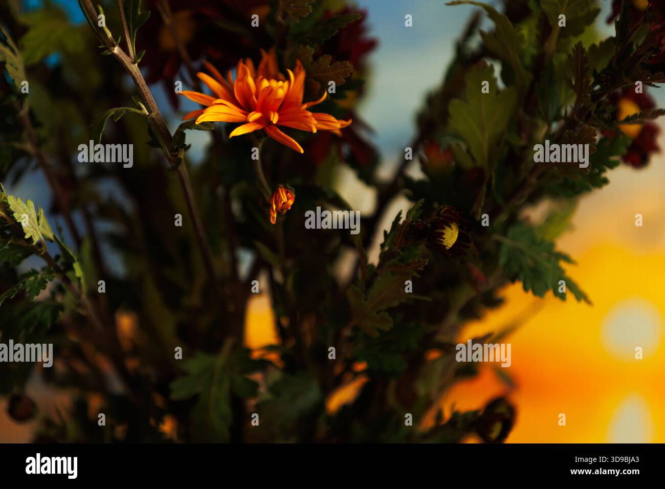 Un unico fiore d'arancia che si illumina di fogliame scuro al tramonto. Composizione morbida di un fiore solitario illuminato da una calda luce del tramonto, simbolo di calma e contrasto Foto Stock