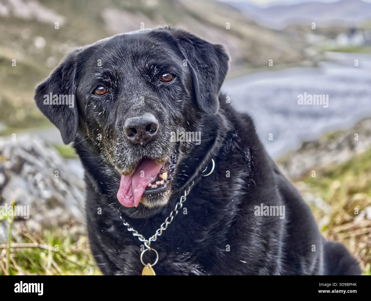 Black Labrador Sam con la lingua che passa fuori sembra carino. Foto Stock