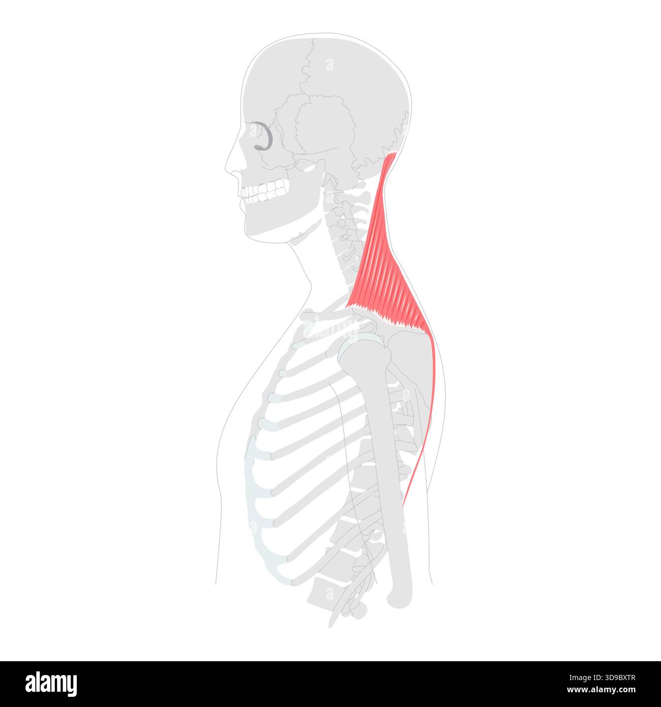 Trapezius - grande muscolo umano della schiena e del collo mostrato nella mappa anatomica, a forma di trapezio, responsabile del movimento, della rotazione e della stabilizzazione della scapola, della postura e del movimento delle spalle Illustrazione Vettoriale