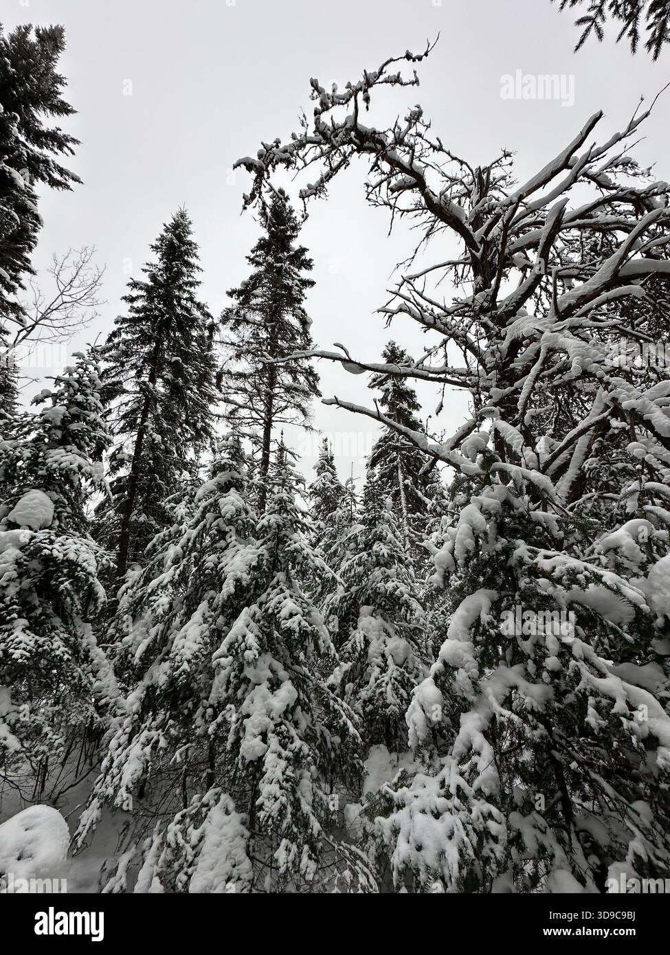 Grande Jack Pine morto nella foresta ghiacciata Foto Stock