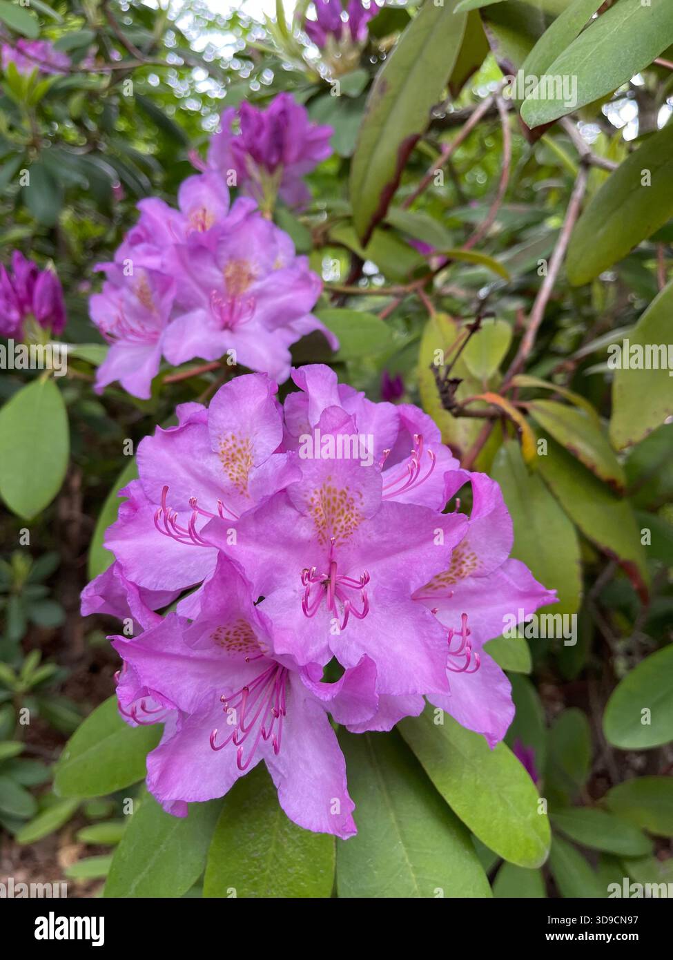 Fiori primaverili che aggiungono colori vivaci al paesaggio di Central Park - Immagine stock catturata con smartphone