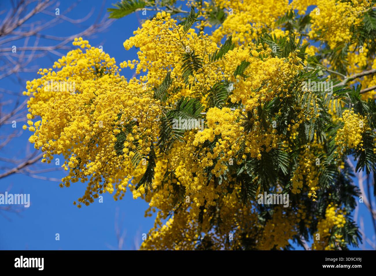 Acacia dealbata albero in fiore. Questa pianta con fiori gialli è anche conosciuta come wattle d'argento, wattle blu e mimosa. Foto Stock