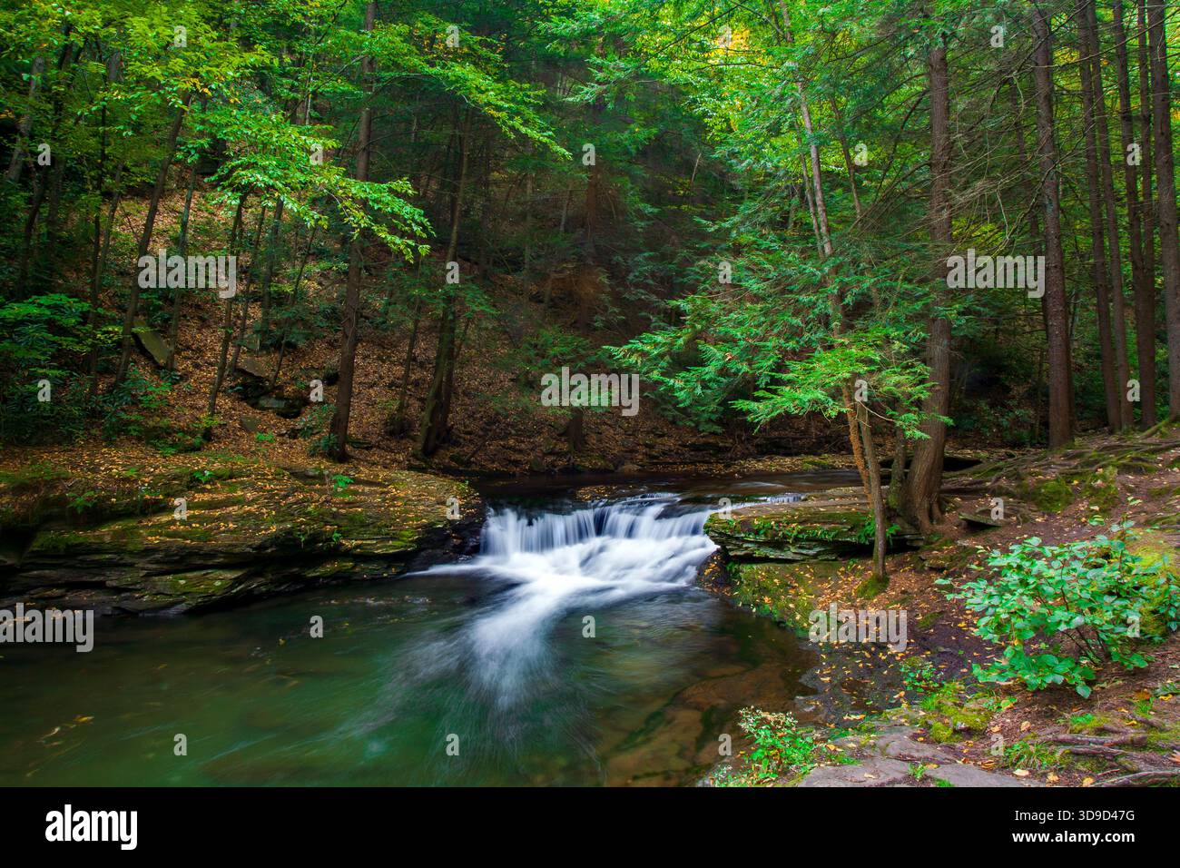 Wykoff Falls, Quehanna State Forest Wild area, Cameron County, Pennsylvania Foto Stock