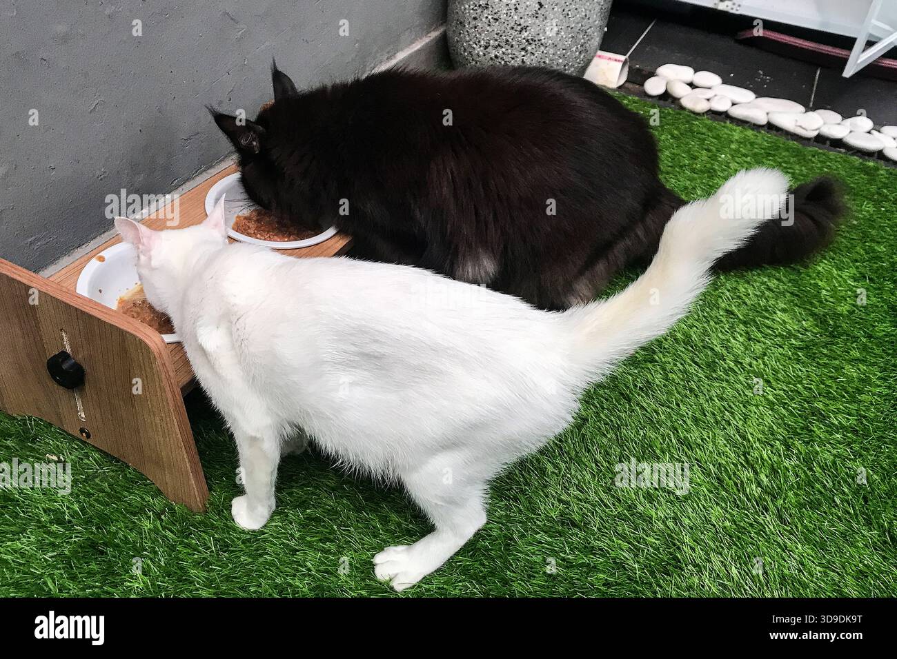 Due gatti gusteranno un pasto insieme in un alimentatore di legno Foto Stock