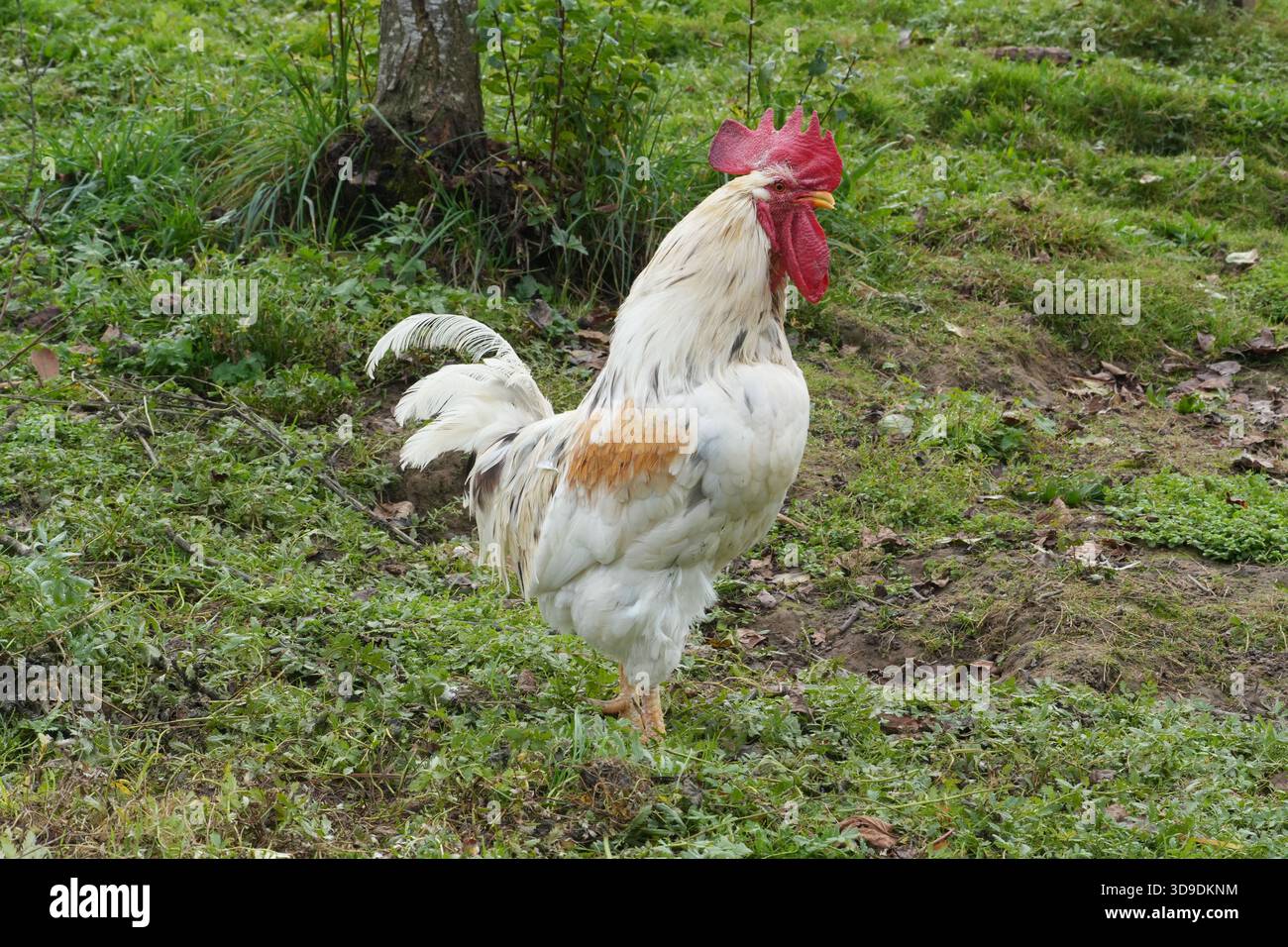 Gallo bianco in piedi su un terreno erboso in una fattoria rurale Foto Stock