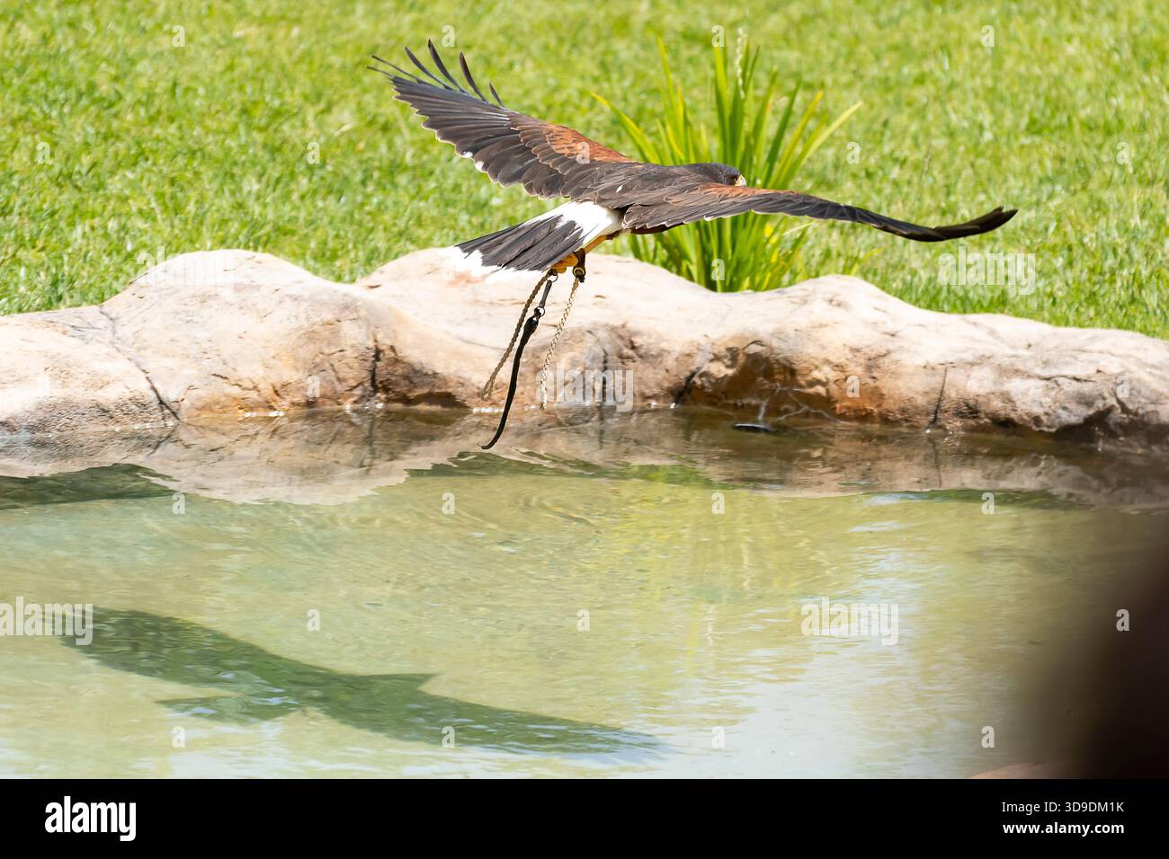 Un falco si innalza graziosamente sopra uno stagno, stringendo un ramo nei suoi taloni, mostrando le sue abilità di caccia. Foto Stock