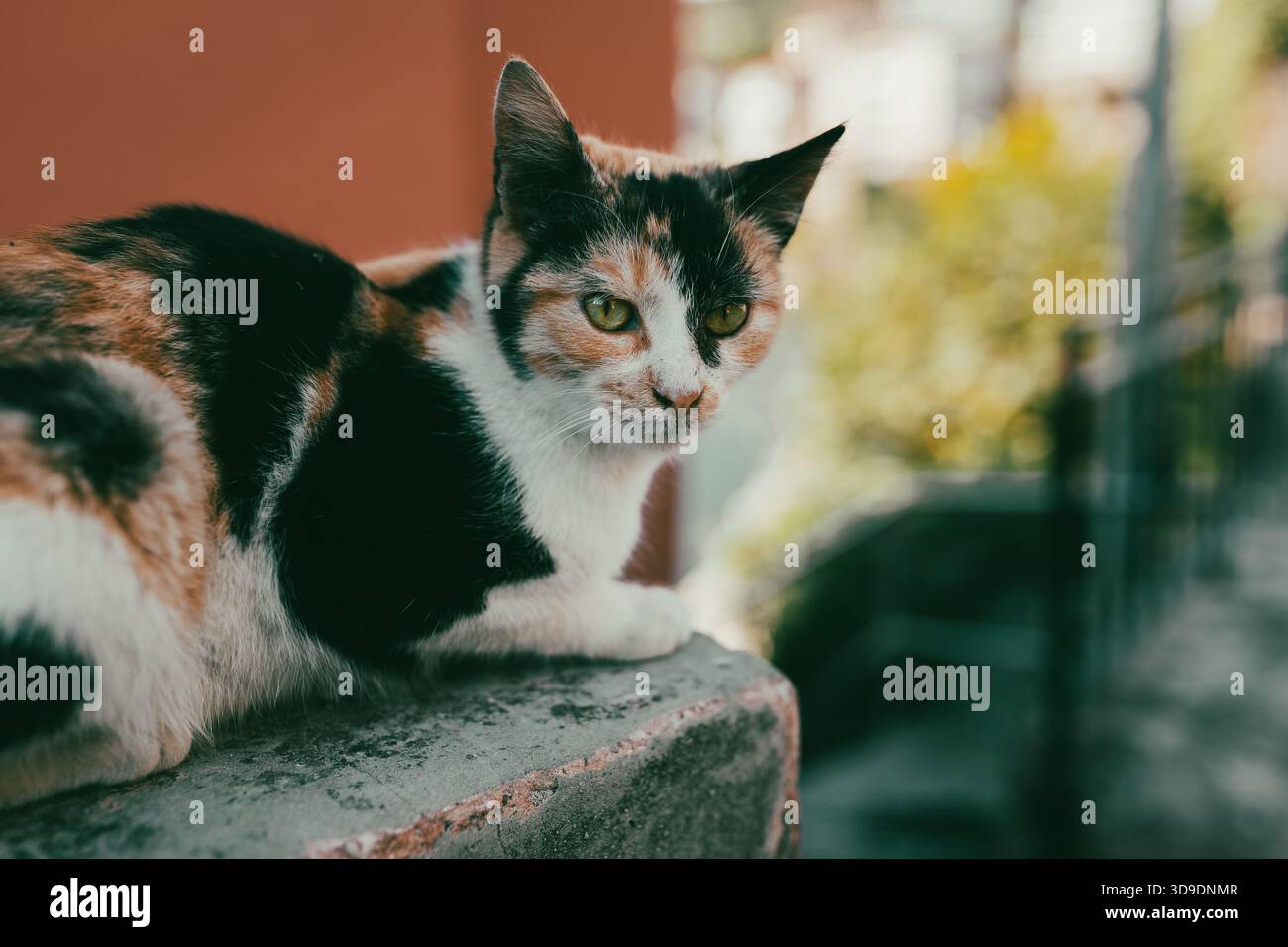 Un gatto calmo calmo si appoggia su una sporgenza di pietra, bagnata dalla calda luce del giorno. Il suo sguardo mirato e i dettagli in pelliccia creano una tranquilla e naturale scena di strada Foto Stock