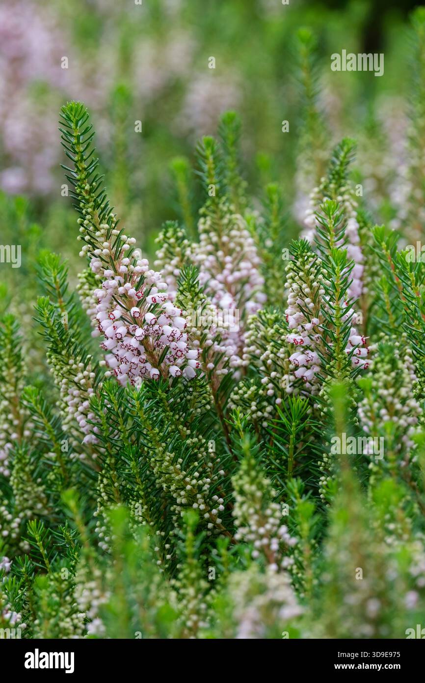 Erica vagans alba, brughiera, densa panicola di fiori bianchi/rosa a forma di campana Foto Stock