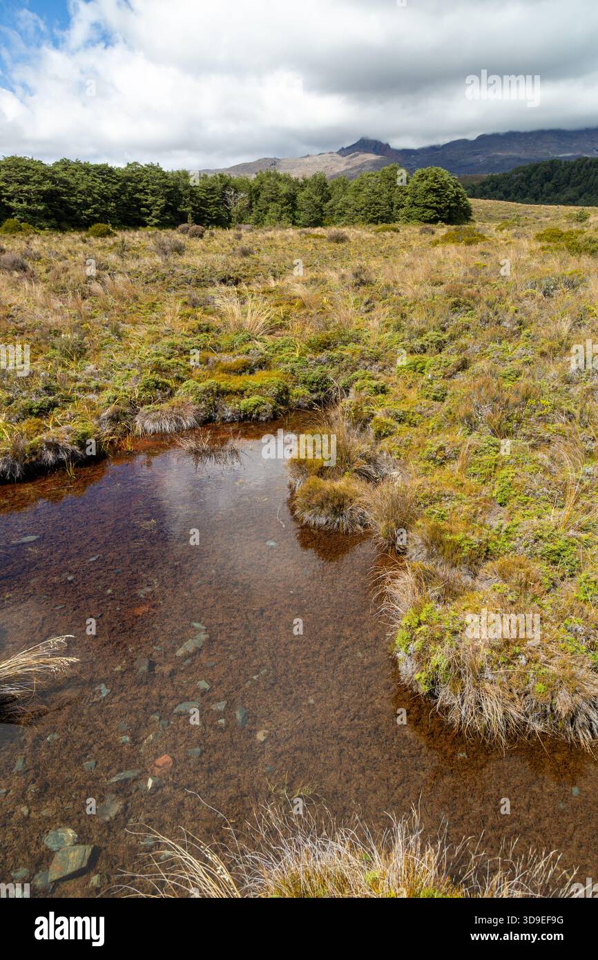 Silica Rapids passeggia attraverso il parco boggy, il Parco Nazionale di Tongariro, l'Isola del Nord, la nuova Zelanda Foto Stock