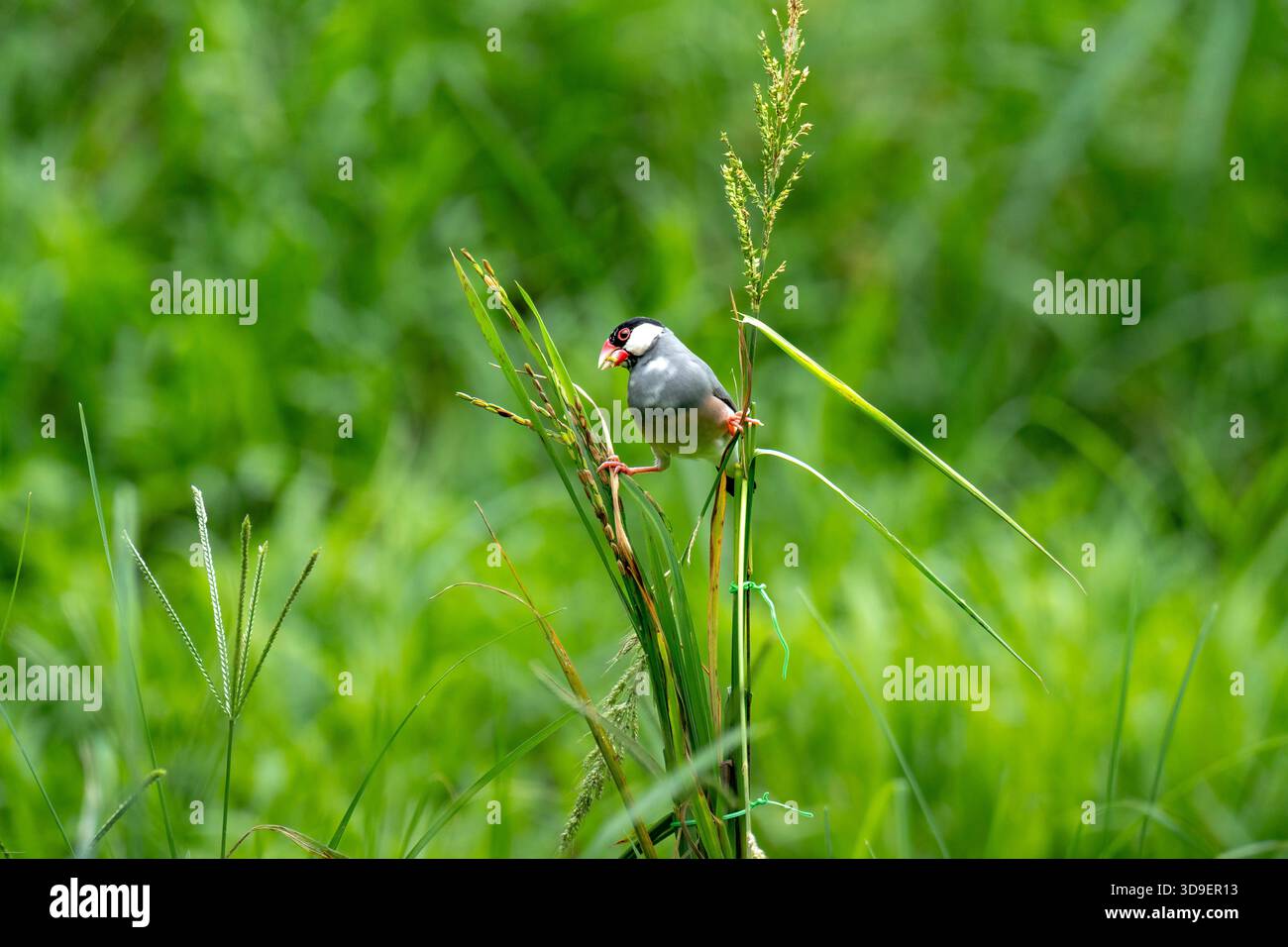 Il passero di Giava (Lonchura oryzivora) Foto Stock