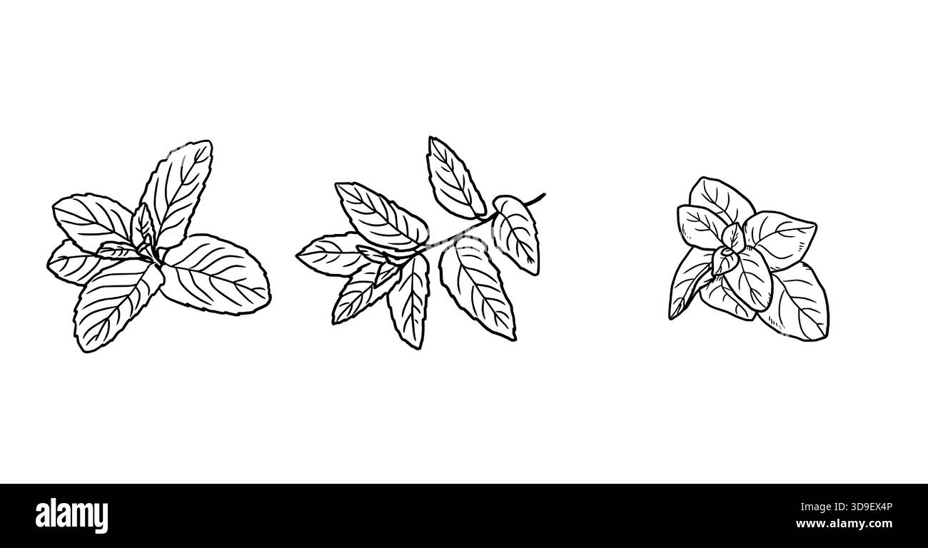 Schizzi di menta e basilico in bianco e nero. Illustrazione vettoriale. Set di erbe da cucina, isolate su sfondo bianco. Per menu, ricette, per la stampa Illustrazione Vettoriale
