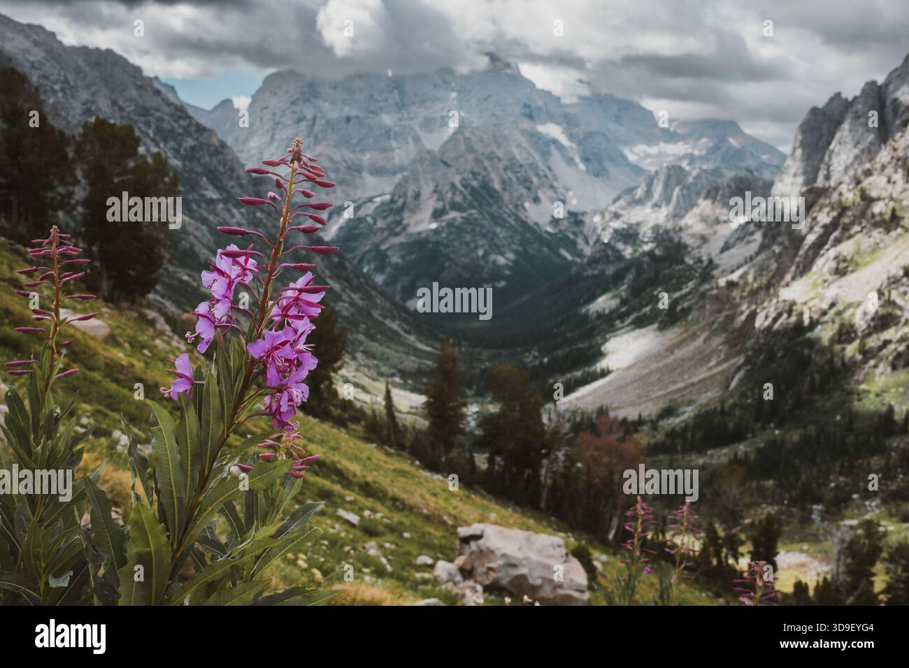 Fiore selvatico in fiore con vista su Cascade Canyon, Tetons, Wyoming Foto Stock