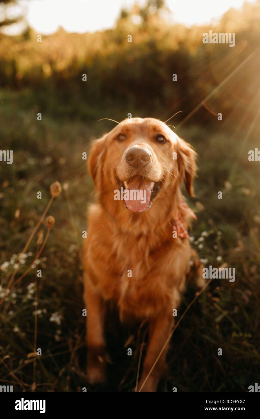 Golden Retriever seduto in un campo Foto Stock