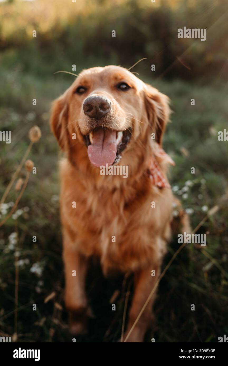 Golden Retriever seduto in un campo Foto Stock