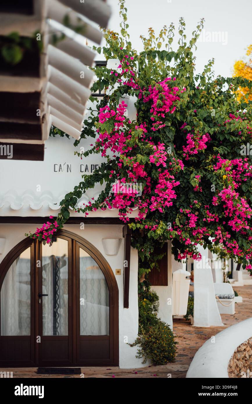 Buganvillea su una casa imbiancata a Binibeca Vell, Minorca Foto Stock