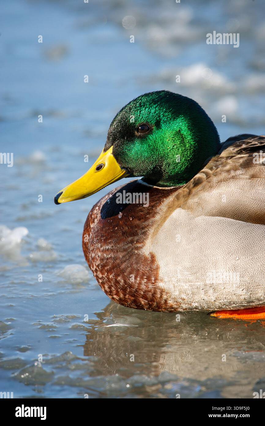 Ritratto di un maschio Mallard Duck seduto su uno stagno ghiacciato Foto Stock