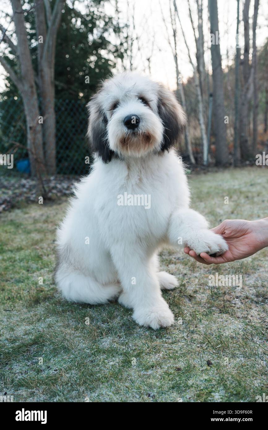 proprietario che tiene la zampa dei suoi cani mentre si siede in giardino Foto Stock